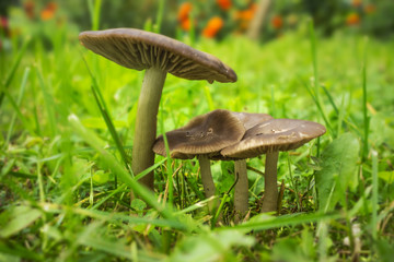 Mushrooms Entoloma in the garden in autumn