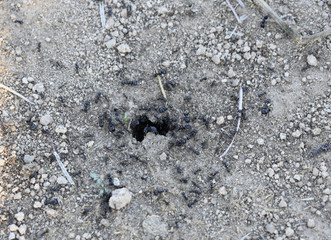 Anthill on the ground