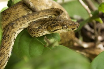 Boa
