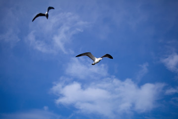 Flying seagull against the blue sky background.
Wild nature of Russia.