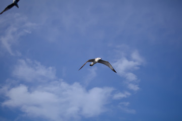 Flying seagull against the blue sky background.
Wild nature of Russia.