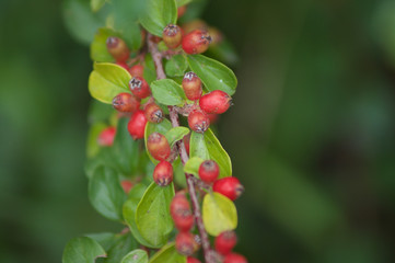 Red Berries