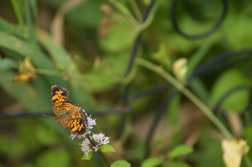 Butterfly Flying