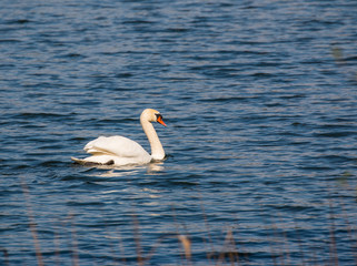 Swan on blue lake