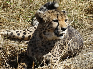Cheetah relaxing in the grass