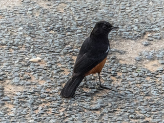 african bird