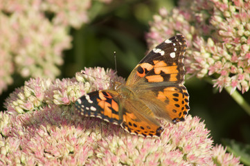 Fototapeta na wymiar Butterfly Closeup