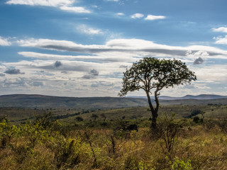 Fototapeta na wymiar african landscape with acacia tree and zebra head