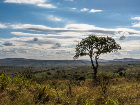 african landscape with acacia tree and zebra head