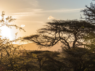 golden African sunset with acacia trees