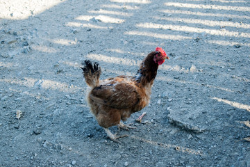 Chicken in the outdoor
