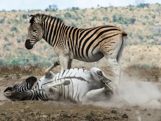 Plakat zebra rolling in dirt