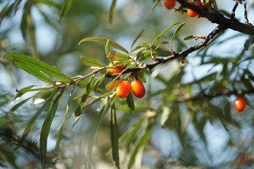 Sea buckthorn