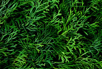 Fototapeta na wymiar Christmas background of Green thuja leaves