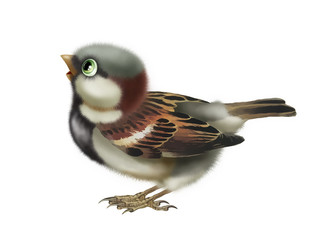 A cheerful sparrow looks up with interest.