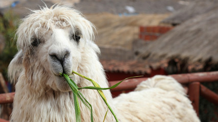 Llama