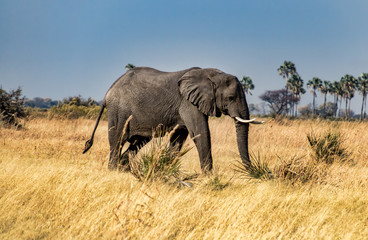 Naklejka na ściany i meble African Elephant Walking Through Grass In Okavango Delta