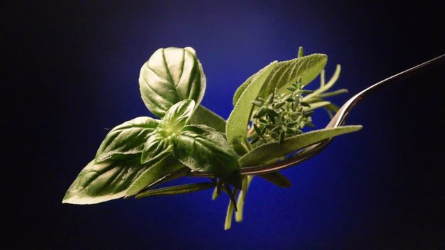 Ocimum basilicum Salvia Thymus Rosmarinus officinalis Yerb&ecirc;ye Plante aromatique Herbs video Cuisine Pianta aromarica &Alpha;&rho;&omega;&mu;&alpha;&tau;&iota;&kappa;ά basil &phi;&upsilon;&tau;ά نبات عطري