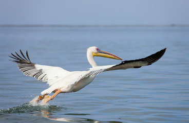 strtender Pelikan in Walvish Bay Namibia