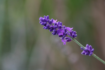 lavender