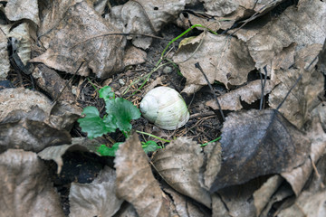 White Snail Shell between dried leaves