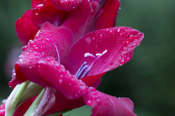 Detail of the red Gladiolus with Rain Drops