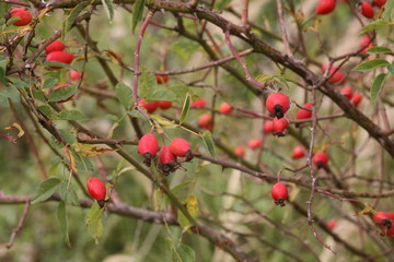 rose hips