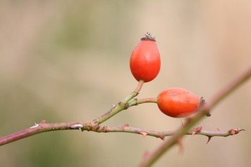 rose hips