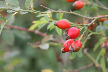 rose hips