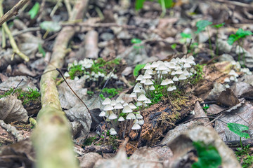 Small white Mushrooms in the Forest