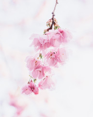 Cherry blossom spring