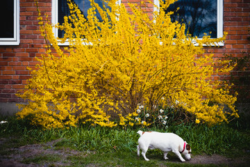 yellow dog