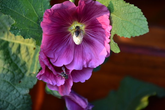 Pszczoły zapylają kwiaty malwy