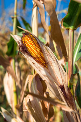 Corn ears of grain crops.