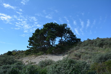 Landschaft in den Dünen mit großem Baum und blauem Himmel