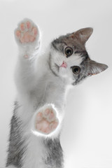 kitten through the glass. stands on its paws. Paws are frontal as on emoji. touches the glass. kitten from below friend man, kitten leaned on the screen for design. on a gray background
