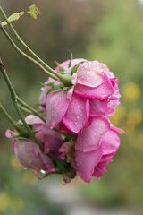 Nahaufnahme von vier Rosenblüten einer Kletterrose in schwarzweiß