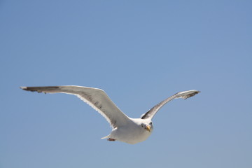 Fototapeta premium Regard de mouette dans le ciel d'Alatraz