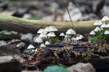 Small white Mushrooms in the Forest