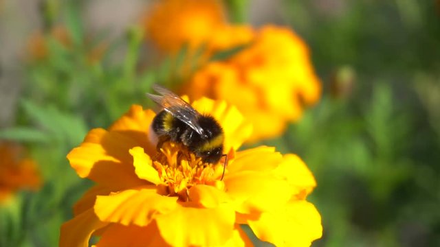 Bumblebee On Tagetes, Slow Motion