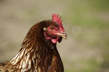 Huhn mit aufgestelltem Kamm