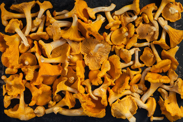 Chanterelles, Cantharellus cibarius, on vintage baking sheet. From above.