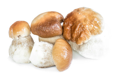 Boletus mushrooms isolated on white