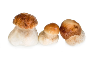 Boletus mushrooms isolated on white