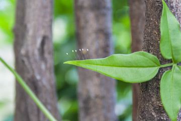 Green leaf