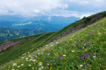 Bavarian Alps with mountain view and meadows in the Allgau