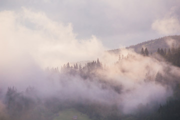 Morning of mist in the mountain