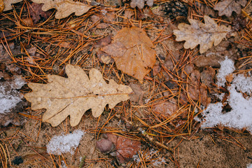 autumn themes for background