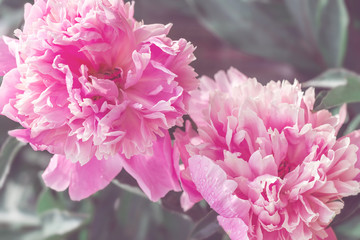 Blooming pink Peony. Beautiful pink Peonie flower. Peonies in the garden.