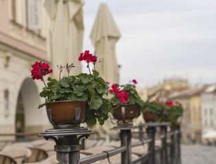 Fototapeta na wymiar red geranium flower pots on restaurant garden fencing on old city street